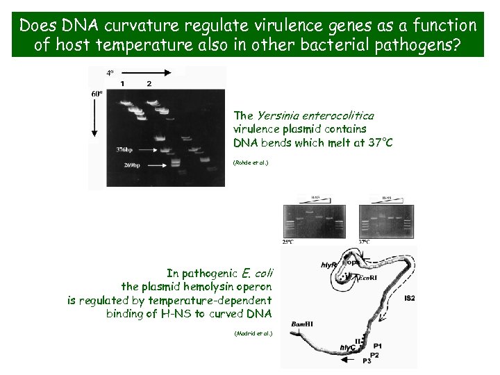 Does DNA curvature regulate virulence genes as a function of host temperature also in