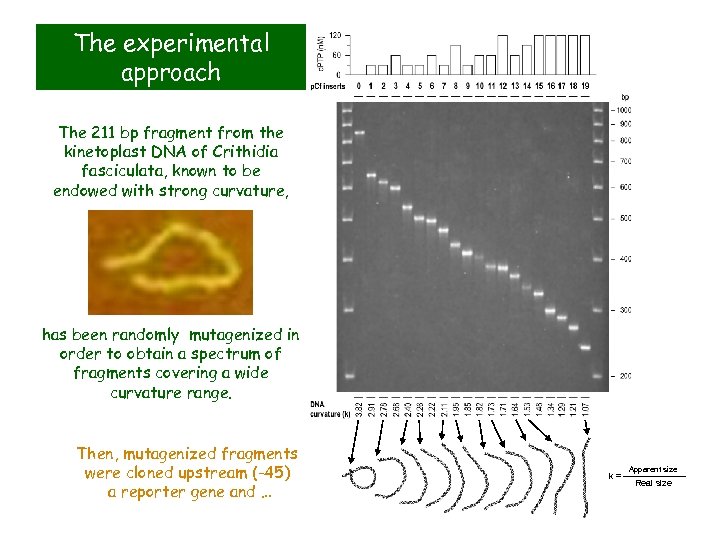 The experimental approach The 211 bp fragment from the kinetoplast DNA of Crithidia fasciculata,