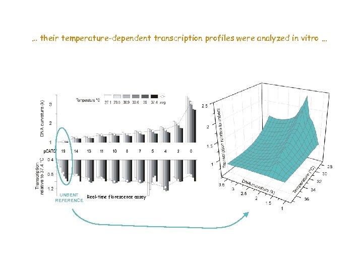 … their temperature-dependent transcription profiles were analyzed in vitro. . . UNBENT Real-time florescence