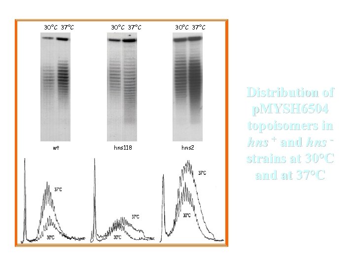 30°C 37°C wt 30°C 37°C hns 118 37°C 30°C 37°C hns 2 37°C 30°C