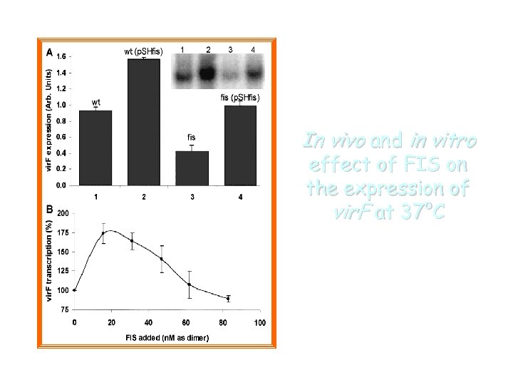 In vivo and in vitro effect of FIS on the expression of vir. F