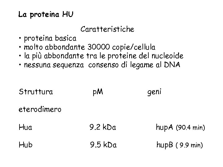 La proteina HU Caratteristiche • proteina basica • molto abbondante 30000 copie/cellula • la