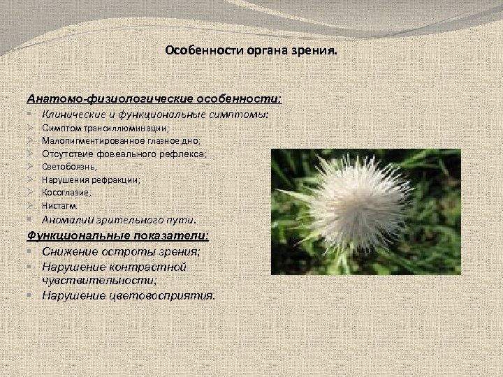 Особенности органа зрения. Анатомо-физиологические особенности: § Клинические и функциональные симптомы: Ø Ø Ø Ø