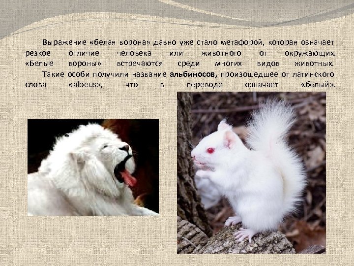 Выражение «белая ворона» давно уже стало метафорой, которая означает резкое отличие человека или животного