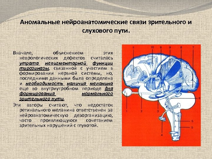 Аномальные нейроанатомические связи зрительного и слухового пути. Вначале, объяснением этих неврологических дефектов считалась утрата