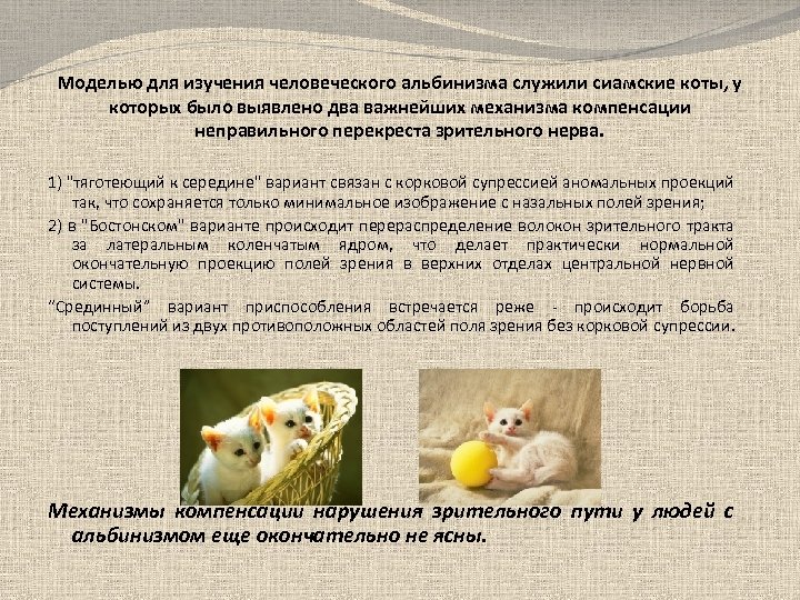 Моделью для изучения человеческого альбинизма служили сиамские коты, у которых было выявлено два важнейших