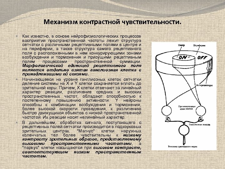 Механизм контрастной чувствительности. Как известно, в основе нейрофизиологических процессов восприятия пространственной частоты лежит структура