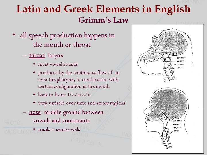 Latin and Greek Elements in English Grimm’s Law • all speech production happens in