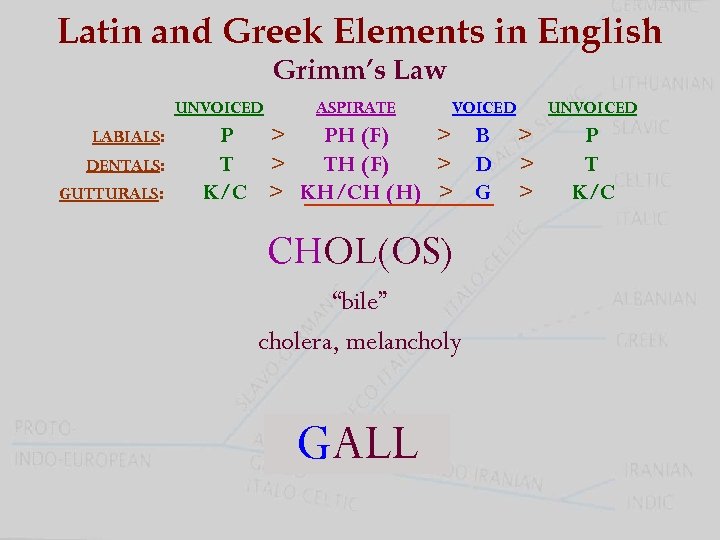 Latin and Greek Elements in English Grimm’s Law UNVOICED LABIALS: DENTALS: GUTTURALS: ASPIRATE VOICED