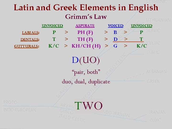 Latin and Greek Elements in English Grimm’s Law UNVOICED LABIALS: DENTALS: GUTTURALS: ASPIRATE VOICED