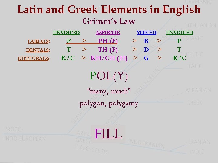 Latin and Greek Elements in English Grimm’s Law UNVOICED LABIALS: DENTALS: GUTTURALS: ASPIRATE VOICED