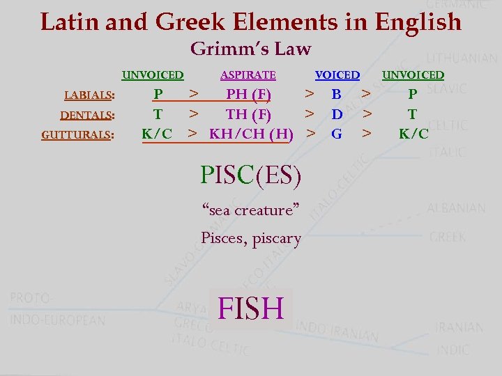 Latin and Greek Elements in English Grimm’s Law UNVOICED LABIALS: DENTALS: GUTTURALS: ASPIRATE P