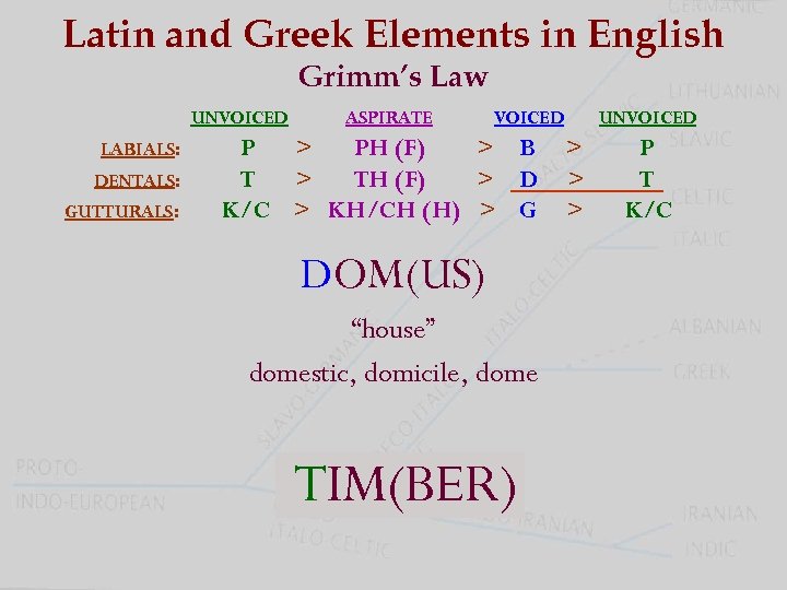 Latin and Greek Elements in English Grimm’s Law UNVOICED LABIALS: DENTALS: GUTTURALS: ASPIRATE VOICED