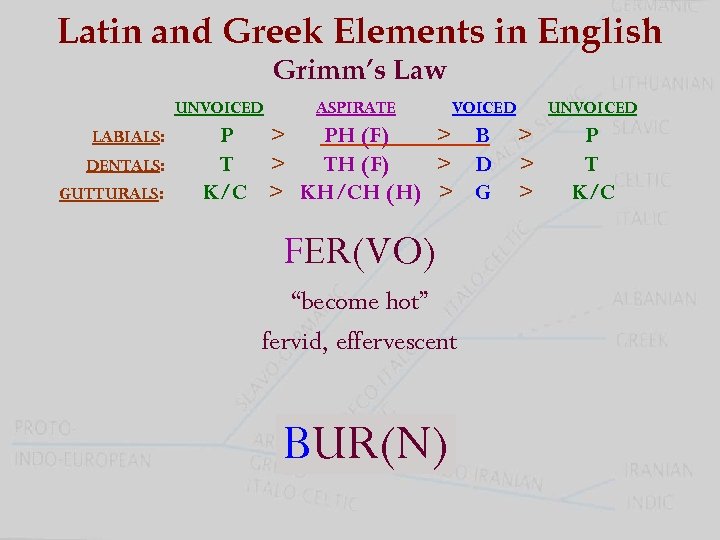 Latin and Greek Elements in English Grimm’s Law UNVOICED LABIALS: DENTALS: GUTTURALS: ASPIRATE VOICED