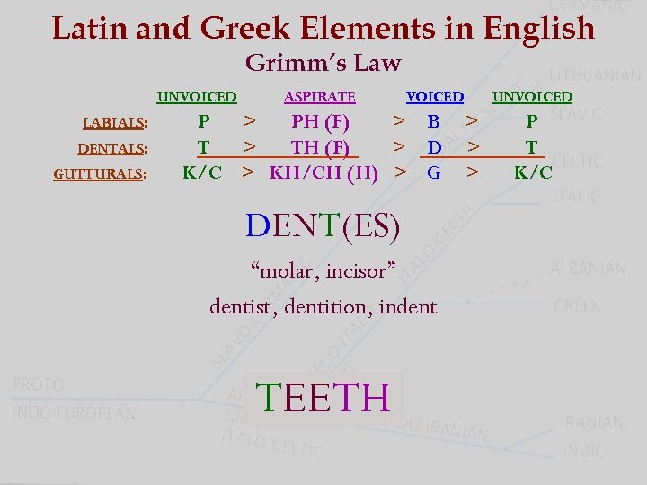 Latin and Greek Elements in English Grimm’s Law UNVOICED LABIALS: DENTALS: GUTTURALS: ASPIRATE VOICED