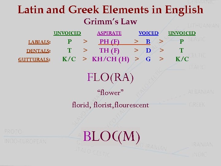 Latin And Greek Elements In English Grimm S Law