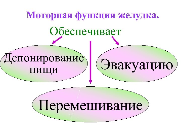 Моторная функция желудка. Обеспечивает Депонирование пищи Эвакуацию Перемешивание 