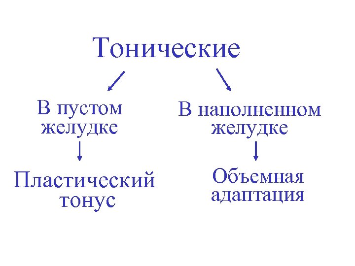 Тонические В пустом желудке Пластический тонус В наполненном желудке Объемная адаптация 