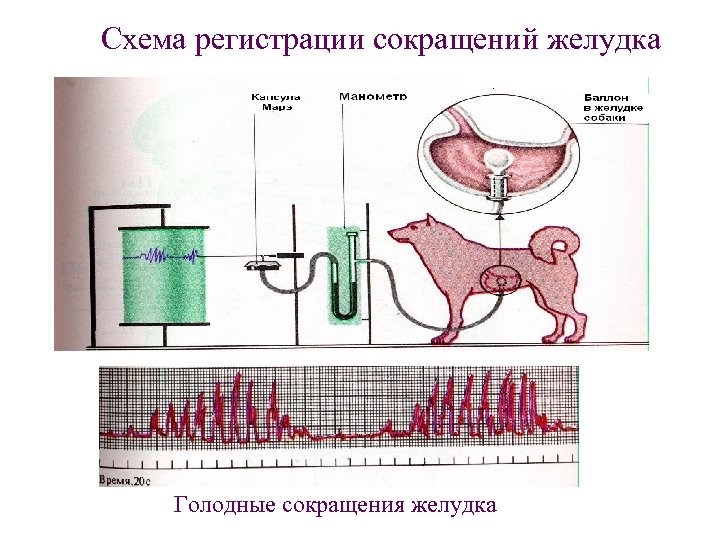 Схема регистрации сокращений желудка Голодные сокращения желудка 