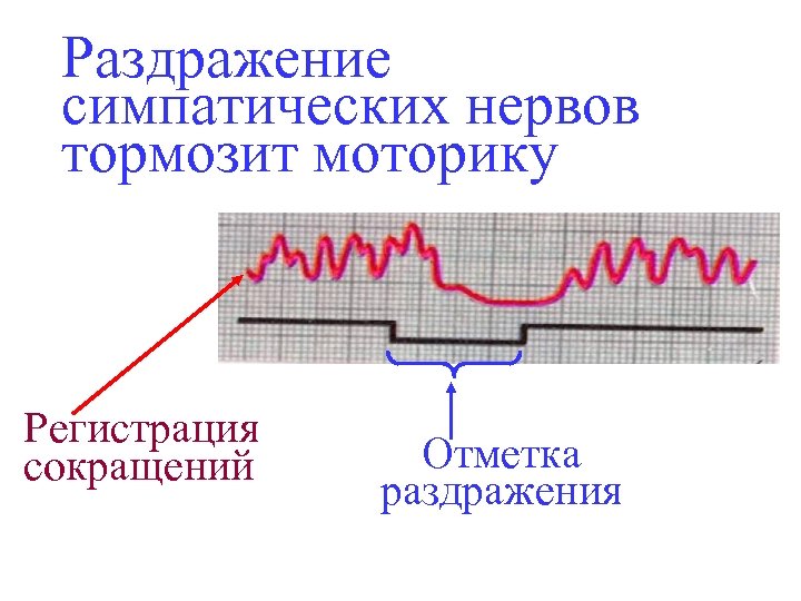 Раздражение симпатических нервов тормозит моторику Регистрация сокращений Отметка раздражения 