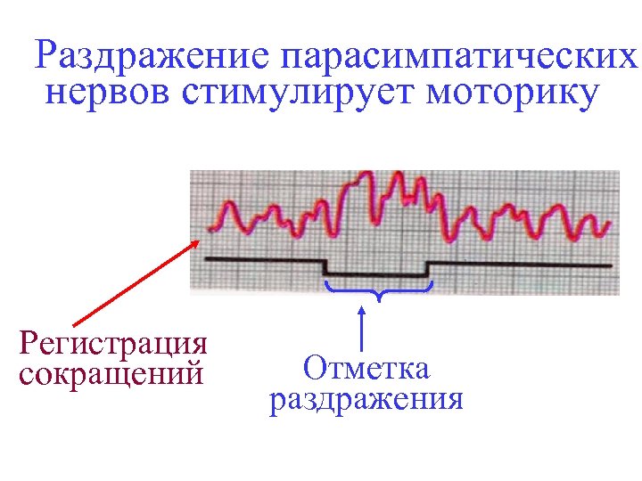 Раздражение парасимпатических нервов стимулирует моторику Регистрация сокращений Отметка раздражения 