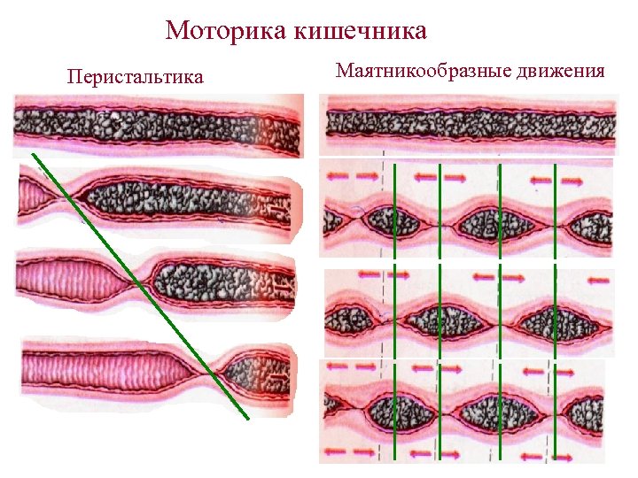 Моторика кишечника Перистальтика Маятникообразные движения 