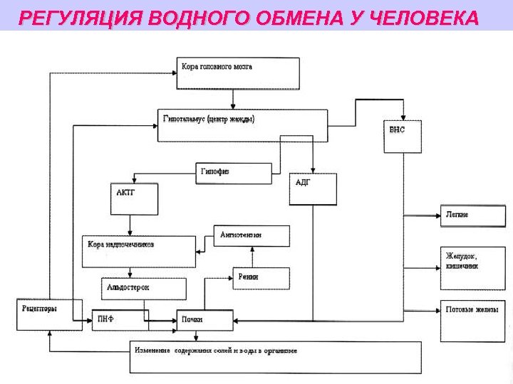 Схема регуляции водно солевого баланса