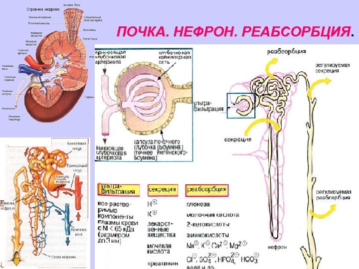 Что происходит в нефроне