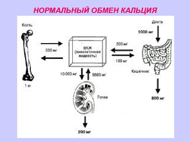 Обмен кальция. Обмен кальция в почках. Обмен кальция в почках схемы.