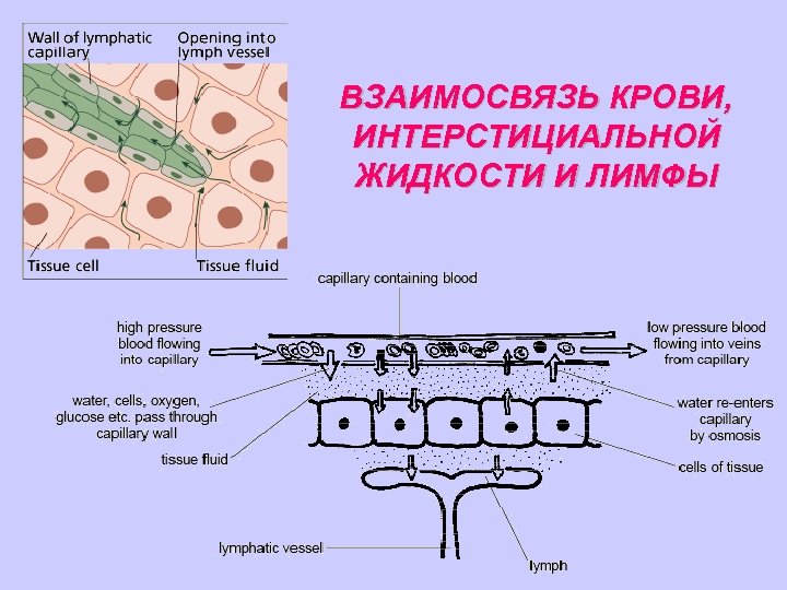 ВЗАИМОСВЯЗЬ КРОВИ, ИНТЕРСТИЦИАЛЬНОЙ ЖИДКОСТИ И ЛИМФЫ 