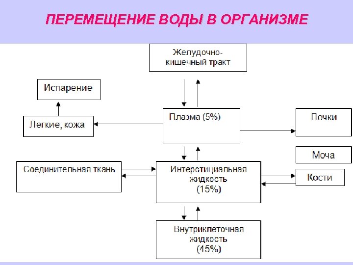 ПЕРЕМЕЩЕНИЕ ВОДЫ В ОРГАНИЗМЕ 