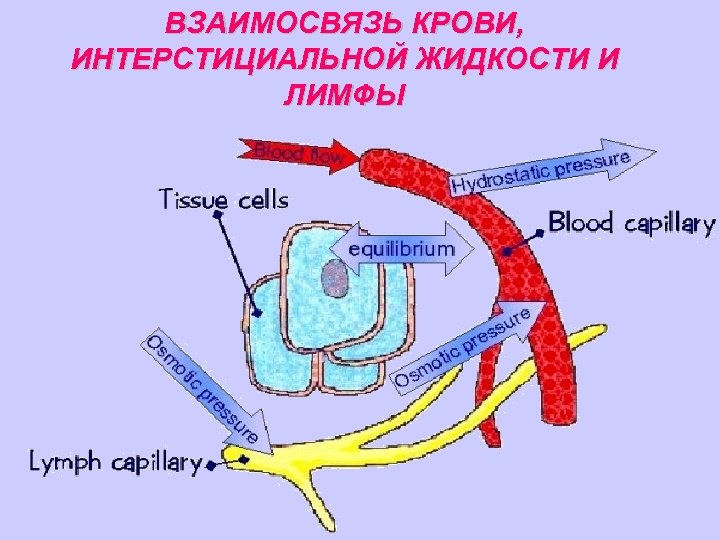 ВЗАИМОСВЯЗЬ КРОВИ, ИНТЕРСТИЦИАЛЬНОЙ ЖИДКОСТИ И ЛИМФЫ 