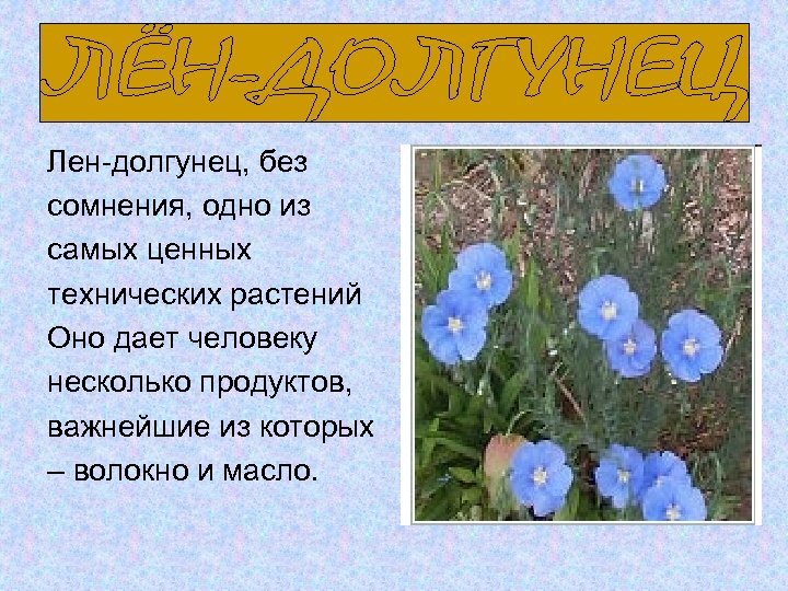 Лен-долгунец, без сомнения, одно из самых ценных технических растений Оно дает человеку несколько продуктов,