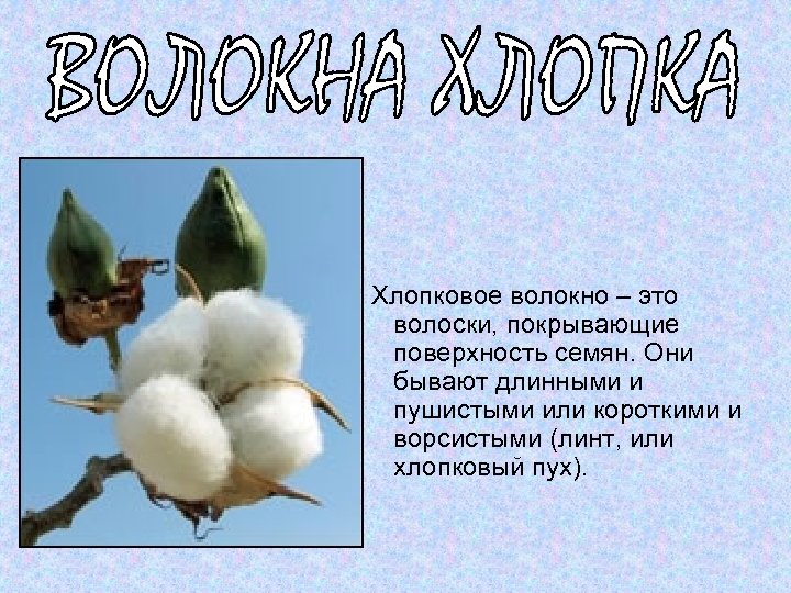 Хлопковое волокно – это волоски, покрывающие поверхность семян. Они бывают длинными и пушистыми или