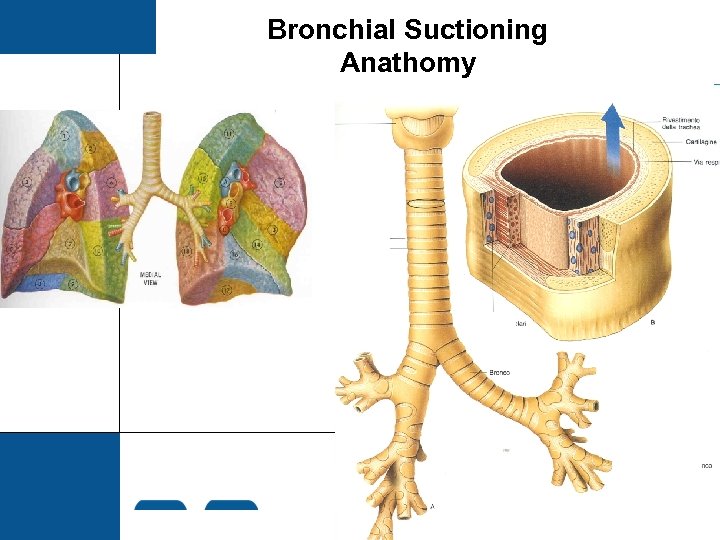 Bronchial Suctioning Anathomy 