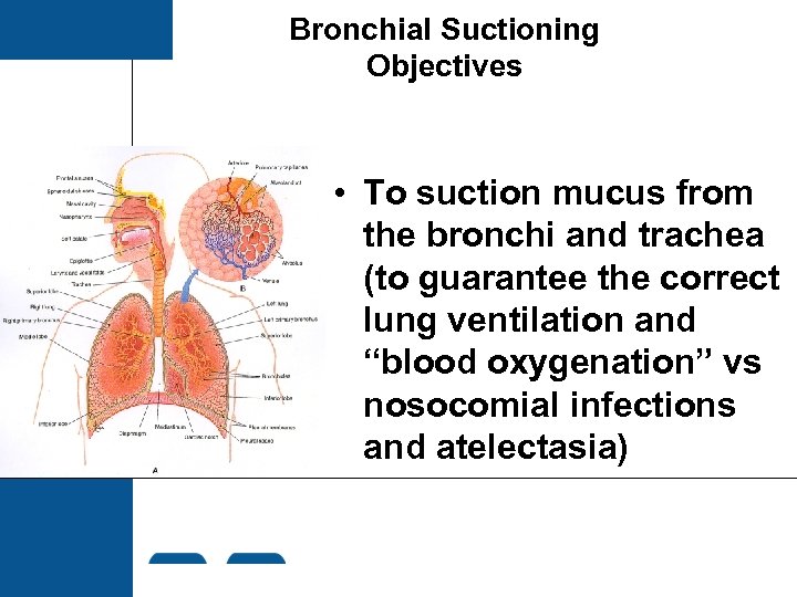 Bronchial Suctioning Objectives • To suction mucus from the bronchi and trachea (to guarantee