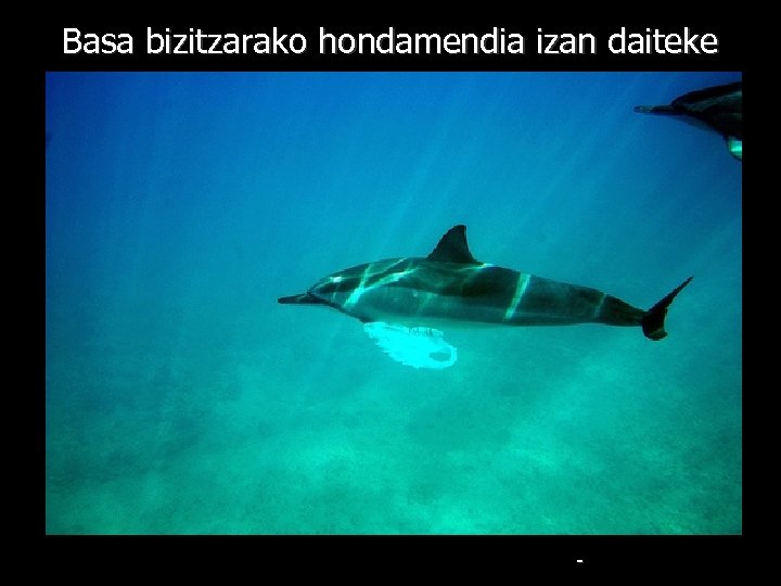 Basa bizitzarako hondamendia izan daiteke - 