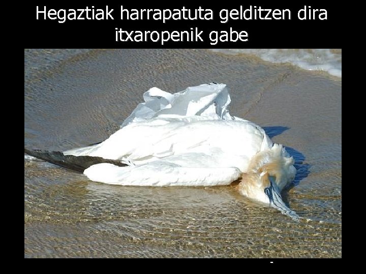 Hegaztiak harrapatuta gelditzen dira itxaropenik gabe - 