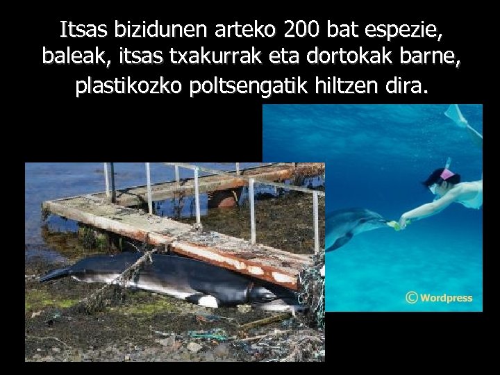 Itsas bizidunen arteko 200 bat espezie, baleak, itsas txakurrak eta dortokak barne, plastikozko poltsengatik