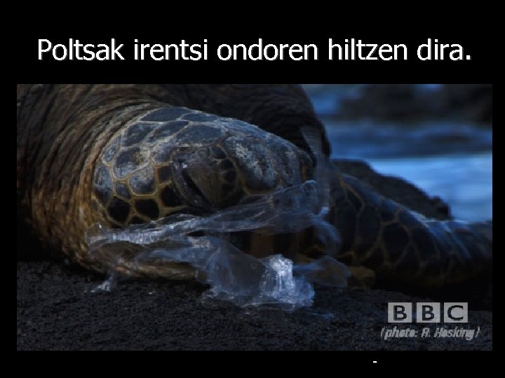 Poltsak irentsi ondoren hiltzen dira. - 