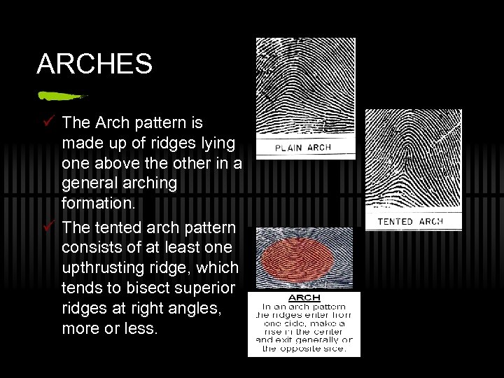 ARCHES ü The Arch pattern is made up of ridges lying one above the