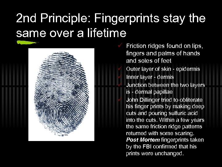 2 nd Principle: Fingerprints stay the same over a lifetime ü Friction ridges found