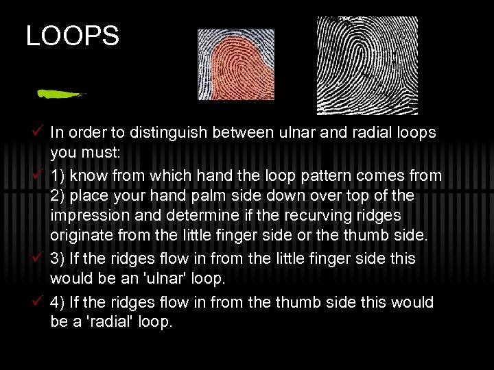 LOOPS ü In order to distinguish between ulnar and radial loops you must: ü