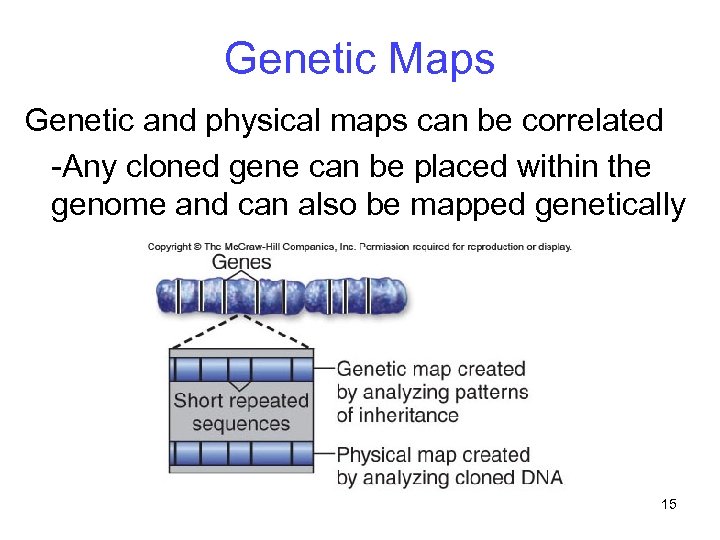 Genetic Maps Genetic and physical maps can be correlated -Any cloned gene can be