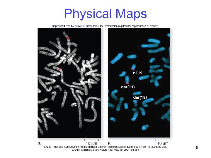 Physical Maps 8 