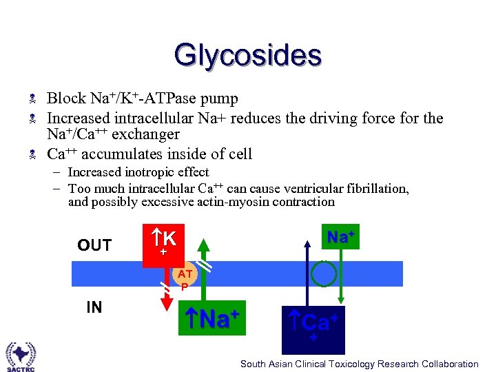 Glycosides N N N Block Na+/K+-ATPase pump Increased intracellular Na+ reduces the driving force