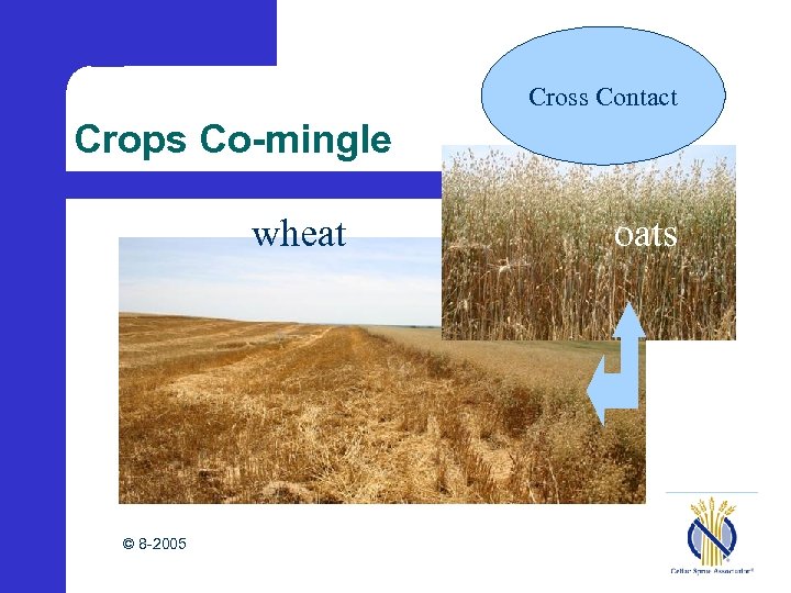 Cross Contact Crops Co-mingle wheat © 8 -2005 oats 