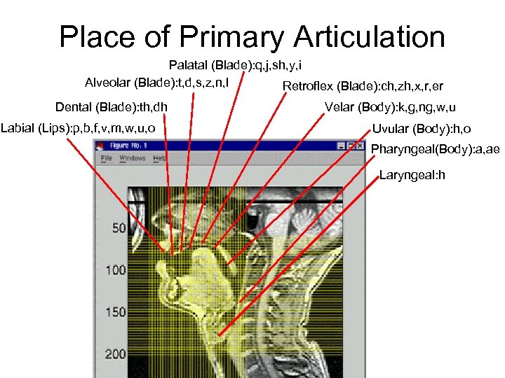 Place of Primary Articulation Palatal (Blade): q, j, sh, y, i Alveolar (Blade): t,