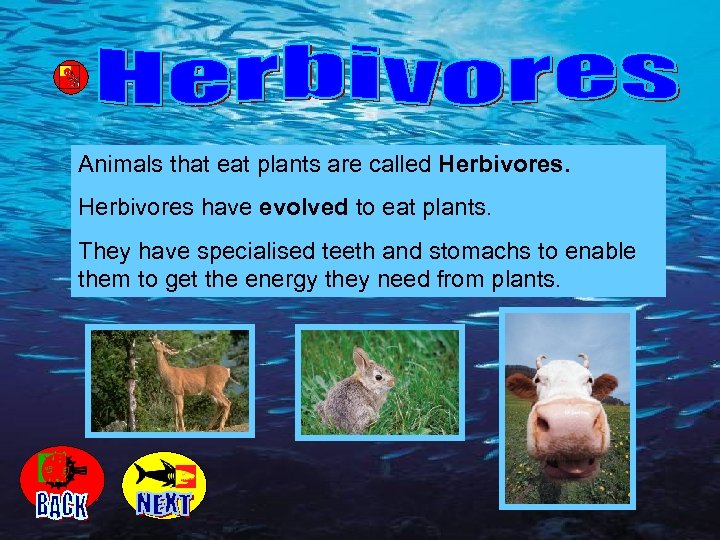 Animals that eat plants are called Herbivores have evolved to eat plants. They have