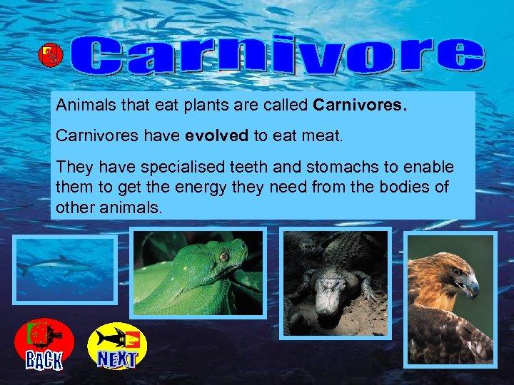 Animals that eat plants are called Carnivores have evolved to eat meat. They have
